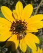 Bee with Sunflower - 